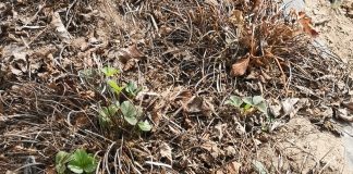 Opuchlaki – jest nowa i już sprawdzona metoda