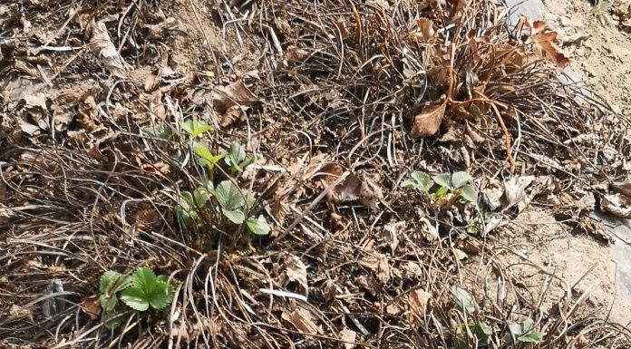 Opuchlaki – jest nowa i już sprawdzona metoda