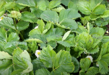 Niepokojące objawy na liściach truskawek