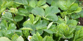 Niepokojące objawy na liściach truskawek