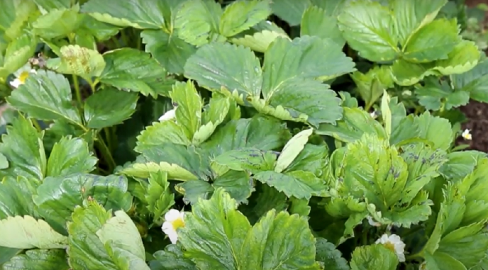 Niepokojące objawy na liściach truskawek