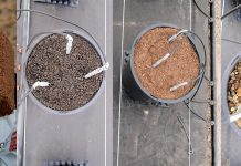 Uprawa malin w pojemnikach – 4 rodzaje podłoża