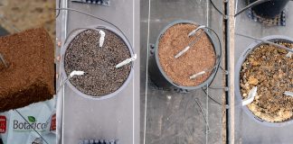 Uprawa malin w pojemnikach – 4 rodzaje podłoża