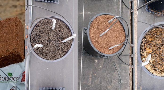 Uprawa malin w pojemnikach – 4 rodzaje podłoża