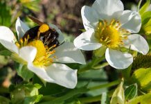 KOMUNIKAT jagodowy Agrosimex 19.05- TRUSKAWKI w fazie kwitnienia – zalecenia ochrony i nawożenia.