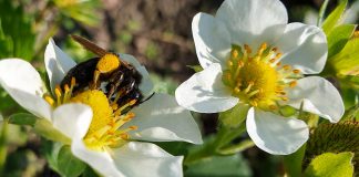 KOMUNIKAT jagodowy Agrosimex 19.05- TRUSKAWKI w fazie kwitnienia – zalecenia ochrony i nawożenia.