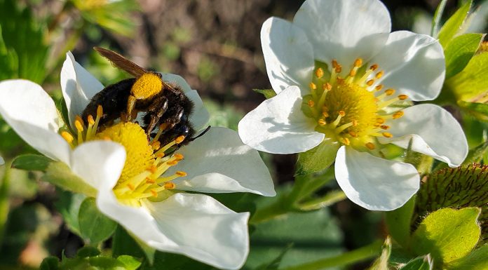 KOMUNIKAT jagodowy Agrosimex 19.05- TRUSKAWKI w fazie kwitnienia – zalecenia ochrony i nawożenia.