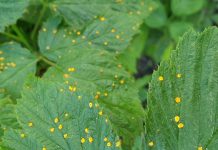 Rdza maliny – warto zacząć lustracje. FILM