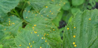 Rdza maliny – warto zacząć lustracje. FILM