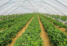 Optymalna konstrukcja tunelu do uprawy truskawek na wczesny zbiór