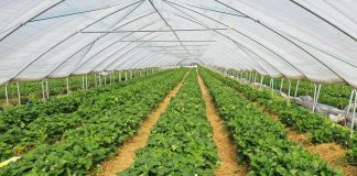 Optymalna konstrukcja tunelu do uprawy truskawek na wczesny zbiór