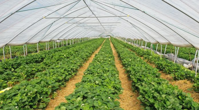 Optymalna konstrukcja tunelu do uprawy truskawek na wczesny zbiór