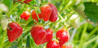 Trudny rok dla greckich plantatorów truskawek