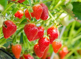 Trudny rok dla greckich plantatorów truskawek