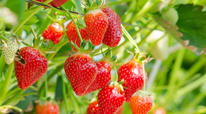 Trudny rok dla greckich plantatorów truskawek