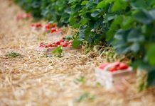 Ochrona truskawek w tunelach – ważne szczegóły. FILM