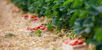 Ochrona truskawek w tunelach – ważne szczegóły. FILM