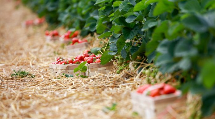 Ochrona truskawek w tunelach – ważne szczegóły. FILM
