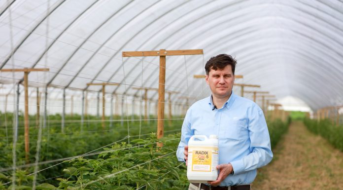 Lepsze odżywienie malin w projekcie Malinowe Factory 2020