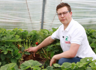 Truskawki w podłożu kokosowym i ochrona bez chemicznych środków. FILM