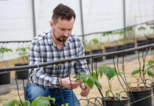 Nawożenie malin w pojemnikach. Dobrze dobrane programy