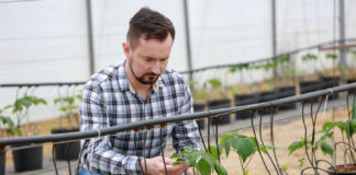 Nawożenie malin w pojemnikach. Dobrze dobrane programy