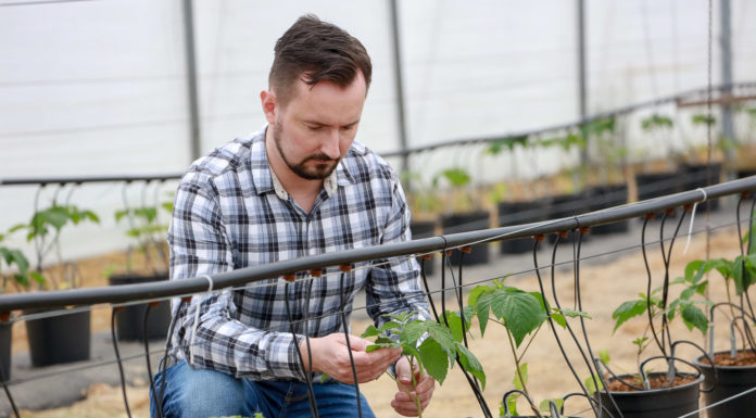 Nawożenie malin w pojemnikach. Dobrze dobrane programy