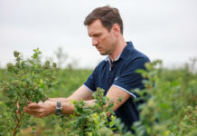 Najgroźniejsze choroby borówki w sezonie 2020. FILM