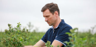 Najgroźniejsze choroby borówki w sezonie 2020. FILM