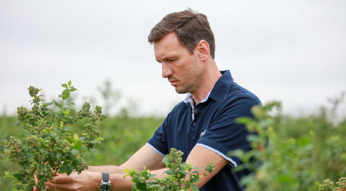 Najgroźniejsze choroby borówki w sezonie 2020. FILM