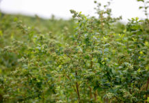 Poprawa żyzności i zasobności gleby – Borówkowe Factory 2020