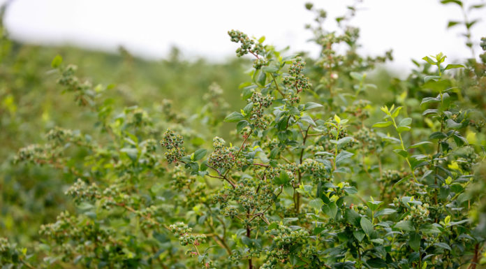 Poprawa żyzności i zasobności gleby – Borówkowe Factory 2020