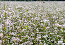 Akademia poprawy żyzności gleby. Poplony – nie docenione możliwości