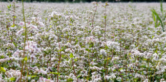 Akademia poprawy żyzności gleby. Poplony – nie docenione możliwości