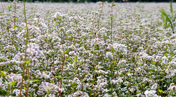 Akademia poprawy żyzności gleby. Poplony – nie docenione możliwości