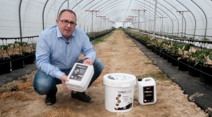 Maliny w pojemnikach z węglem brunatnym CARBOMAT