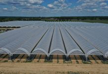 W łódzkich Poddębicach powstaje jagodowa farma