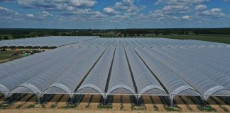 W łódzkich Poddębicach powstaje jagodowa farma