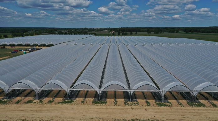 W łódzkich Poddębicach powstaje jagodowa farma