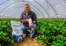 Nawożenie truskawek w tunelach powinno być dopasowane do odmiany