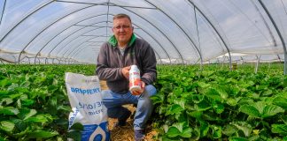 Nawożenie truskawek w tunelach powinno być dopasowane do odmiany