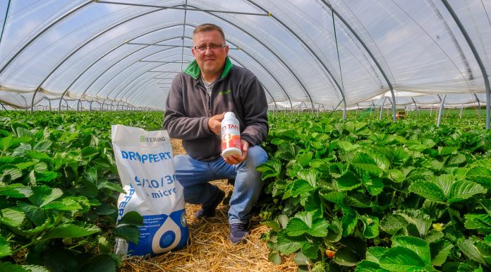 Nawożenie truskawek w tunelach powinno być dopasowane do odmiany