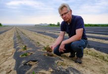 Truskawki na wysokich zagonach w systemie 60 dniowym. FILM