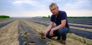 Truskawki na wysokich zagonach w systemie 60 dniowym. FILM