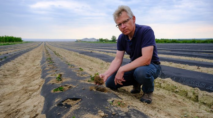 Truskawki na wysokich zagonach w systemie 60 dniowym. FILM