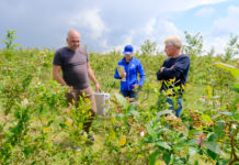 Borówkowe Factory – regeneracja przemarzniętej plantacji BLUECROPA. FILM