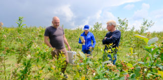 Borówkowe Factory – regeneracja przemarzniętej plantacji BLUECROPA. FILM