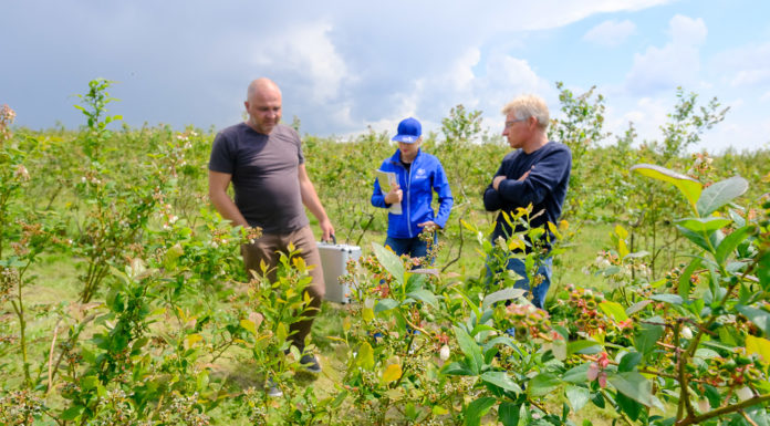 Borówkowe Factory – regeneracja przemarzniętej plantacji BLUECROPA. FILM
