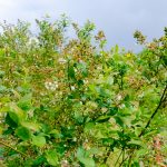 DSCF2241