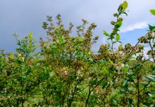 Borówka 2020 – prognozy zbiorów i przygotowania do sezonu